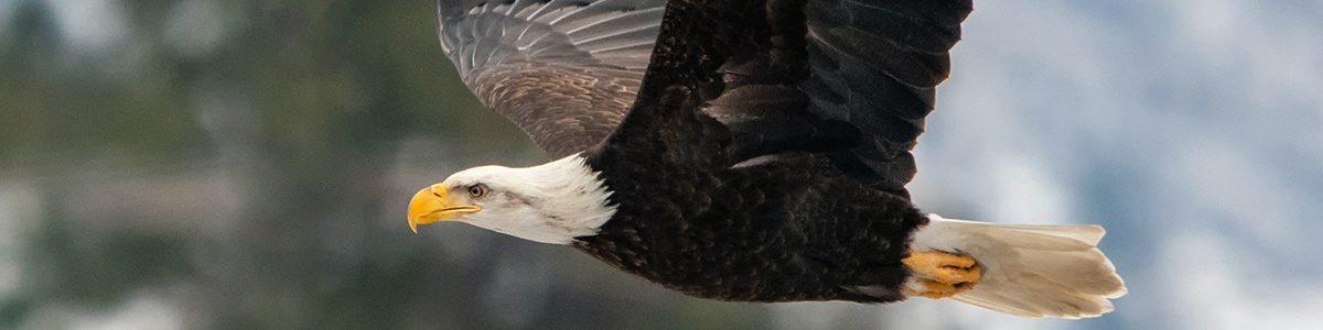 bald eagle flying