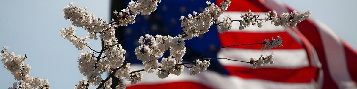 american flag and cherry blossoms