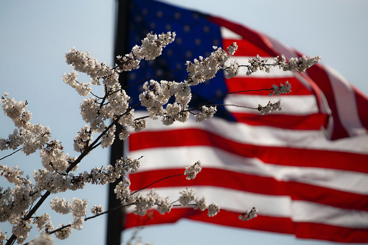 american flag and cherry blossoms